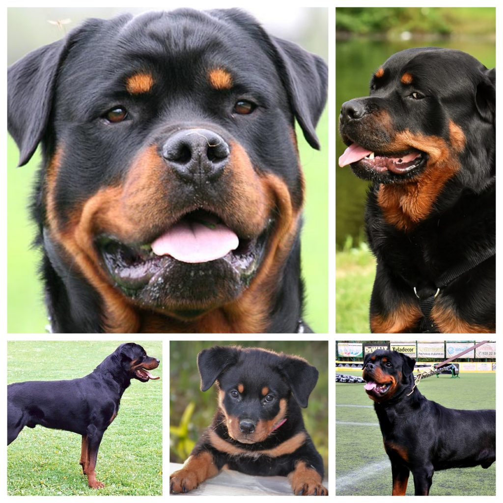 “Rottweiler-1-1024x1024”