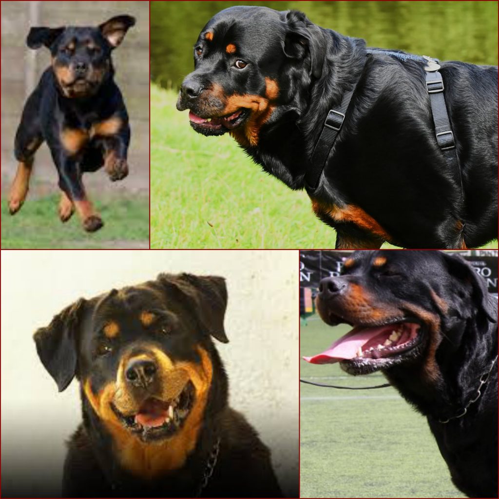“Rottweiler-1024x1024”