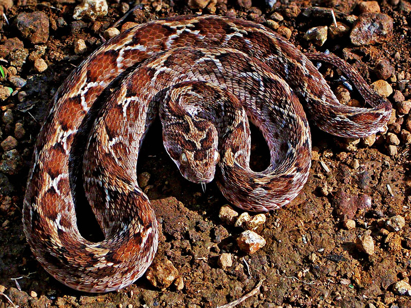 “Saw-Scaled-Viper-1”