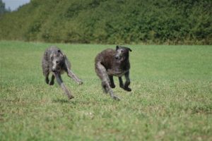 “Scottish-Deerhound”