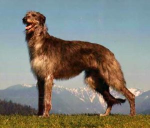 “Scottish-Deerhound2”