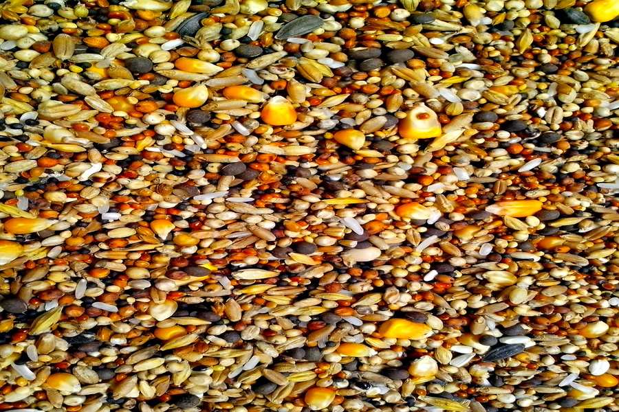 “Seeds”