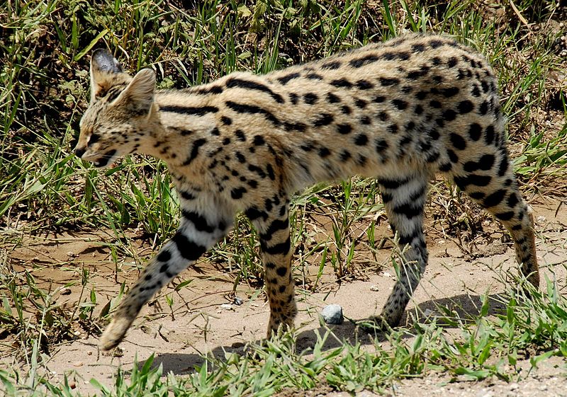 “Serval”