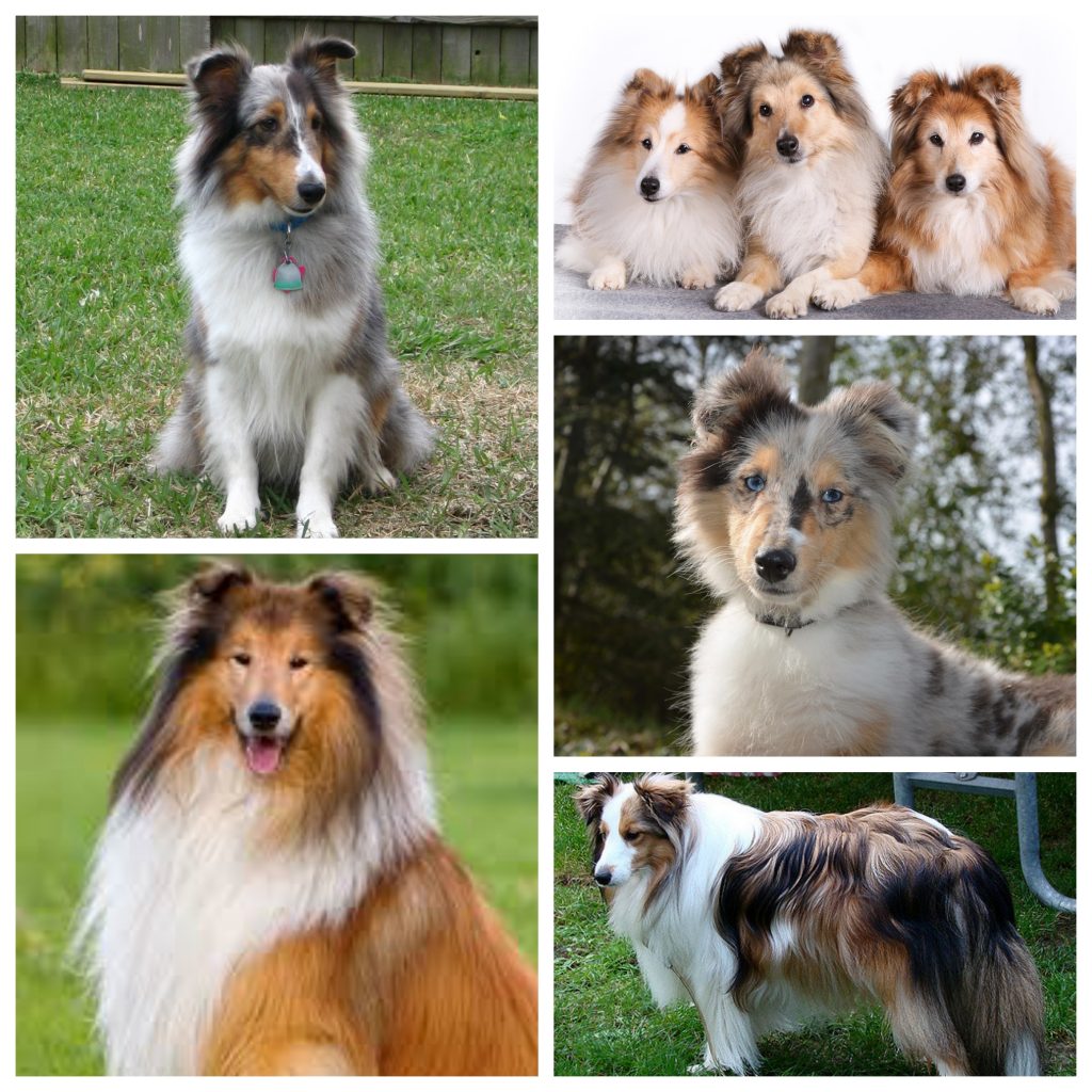 “Shetland-Sheepdog-1024x1024”