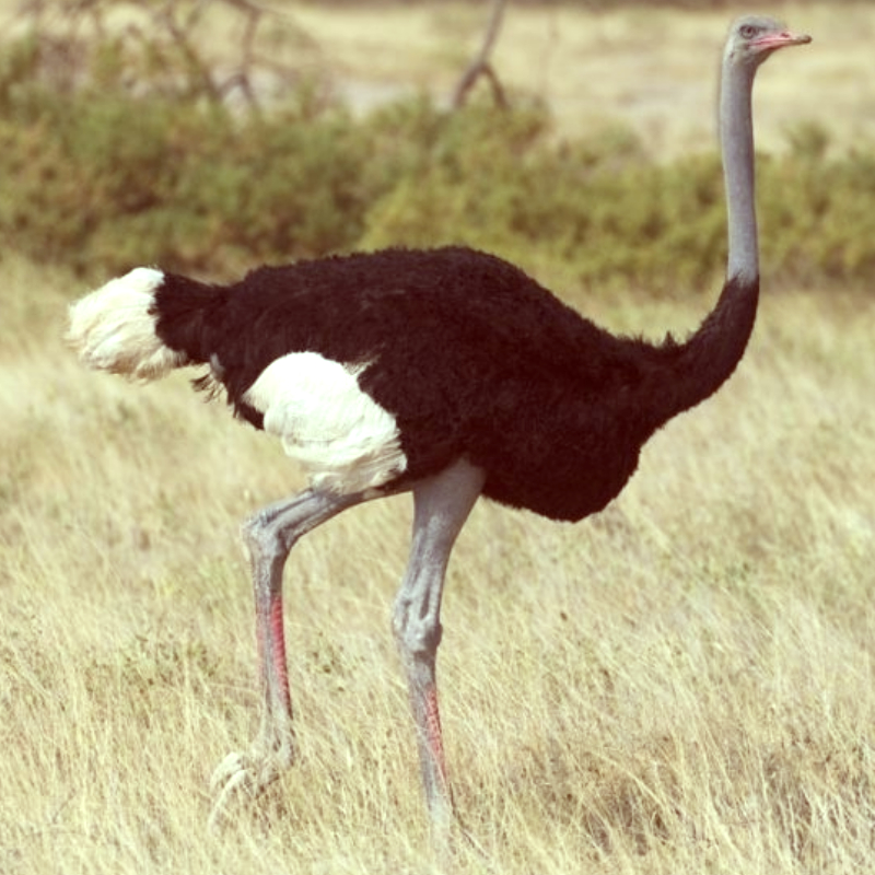 “Somali-Ostrich”