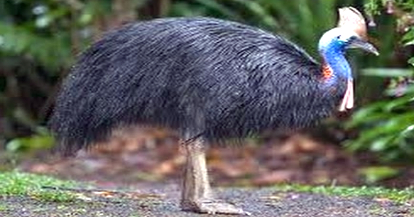 “Southern-cassowary”