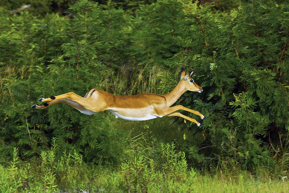 “True-Antelopes-and-Impala”