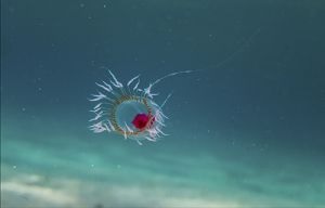 “Turritopsis_dohrnii”