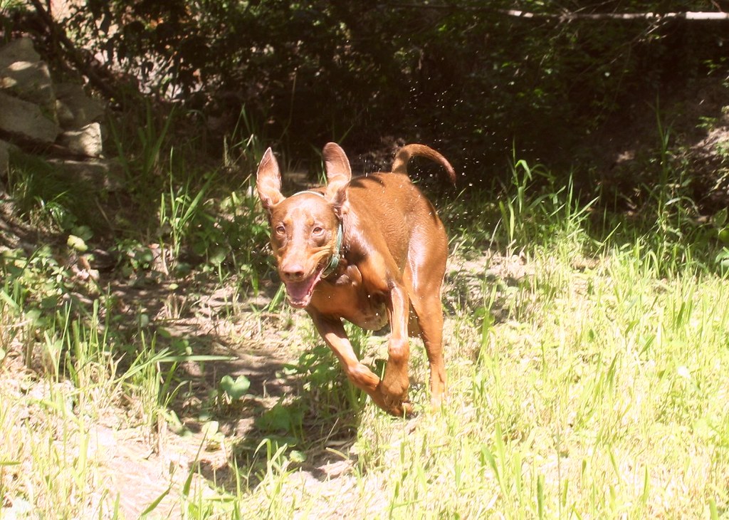 “Vizsla”