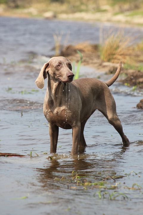 “Weimaraner”