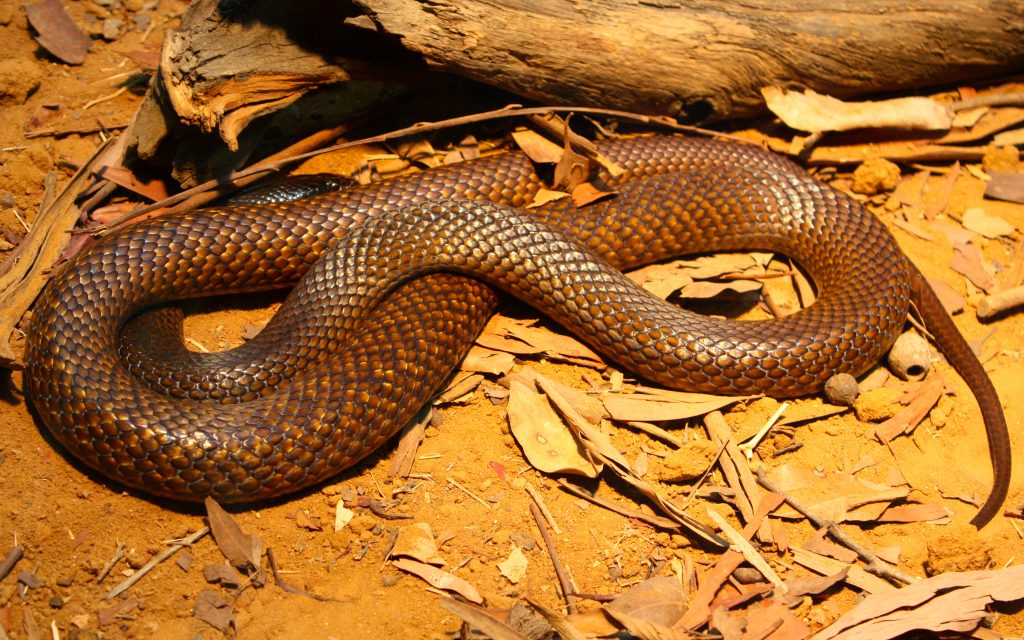 “Western-Brown-snake-1024x640”