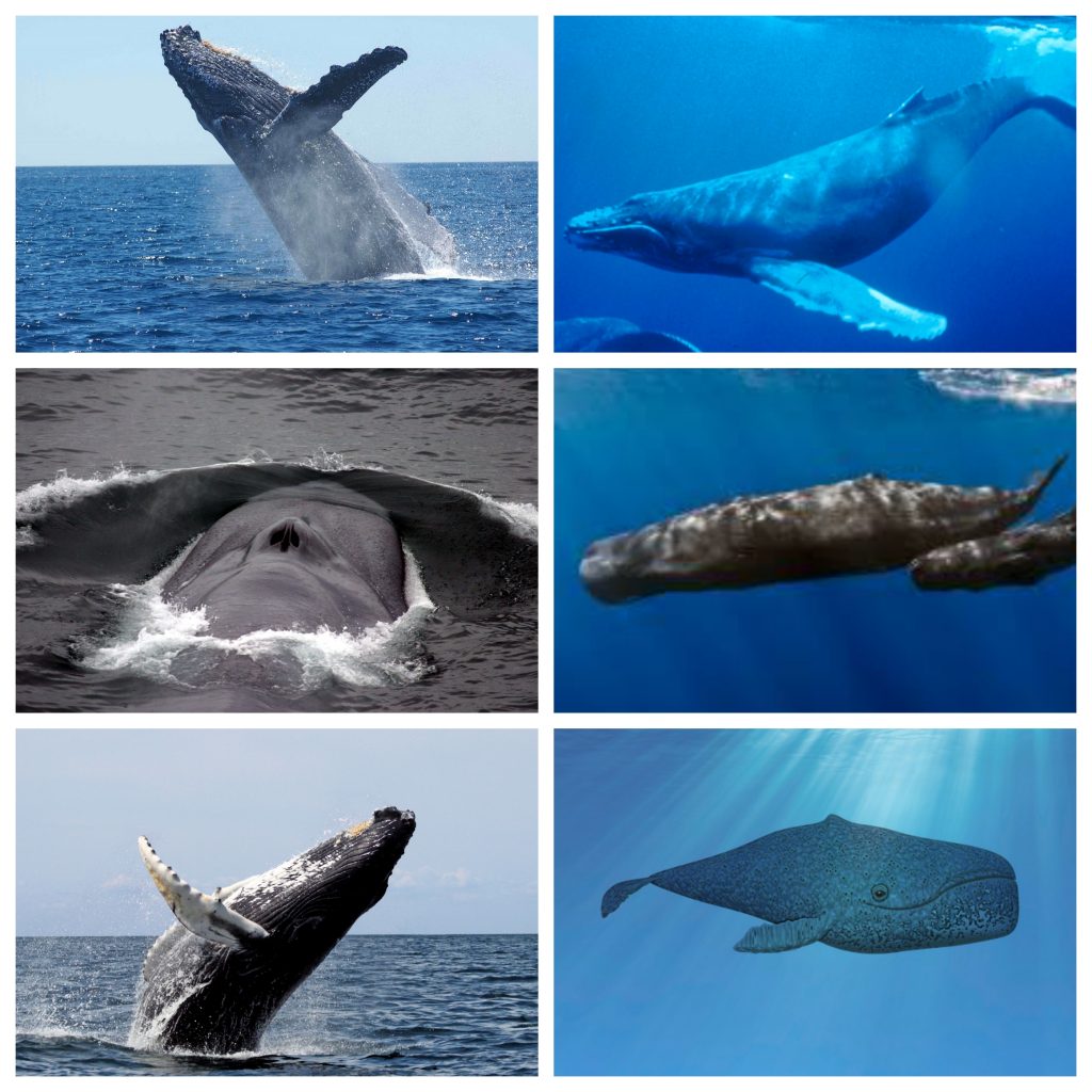 “Whale-1024x1024”