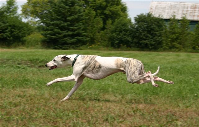 “Whippet_running”