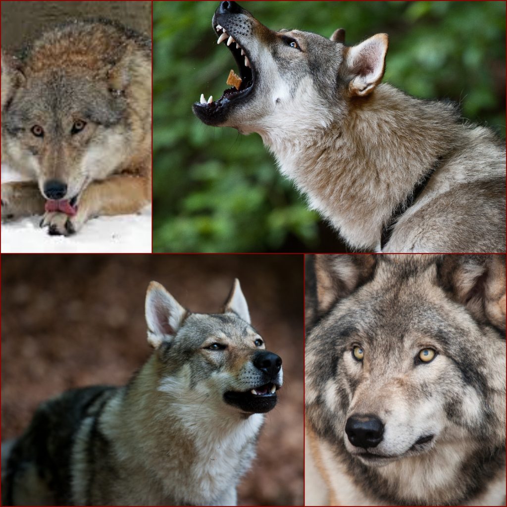 “Wolfdog-1024x1024”
