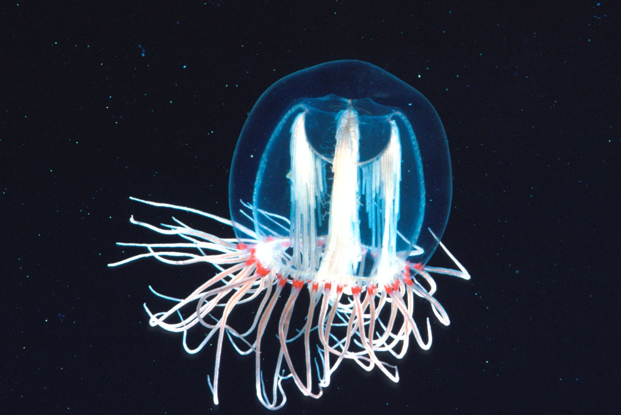“Zooplankton-jellyfish”