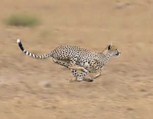 “cheetah-sprint-300x232”