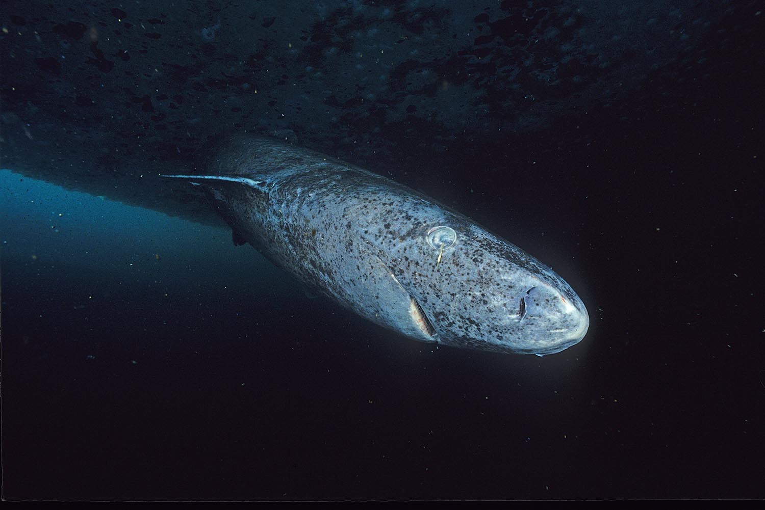 “greenland-shark”