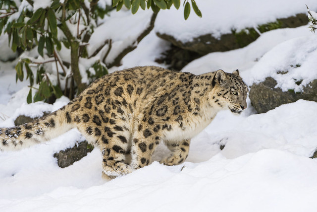 “jaguar”
