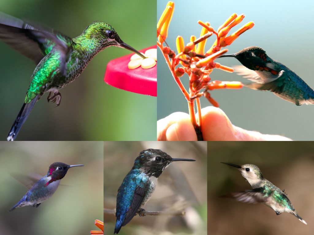 01-Bee-Hummingbird-1024x767.jpg