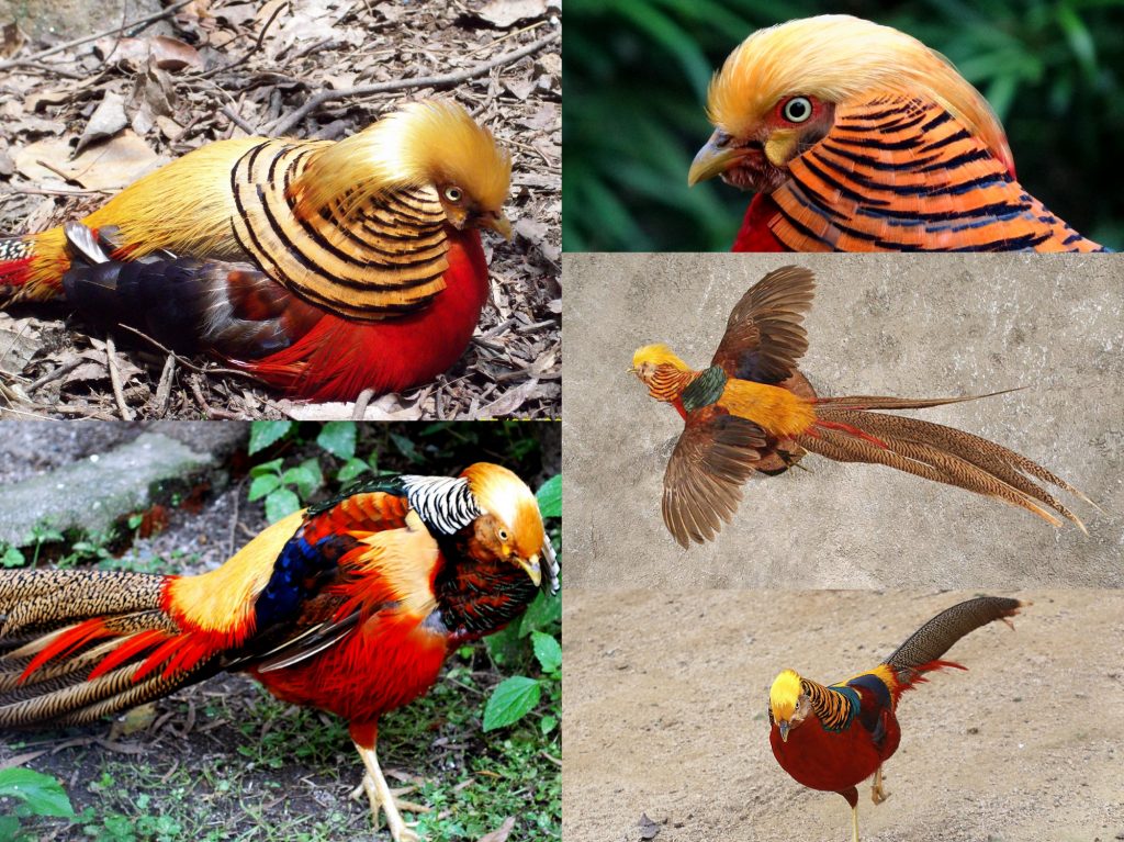 01-Golden-Pheasant-1024x767.jpg