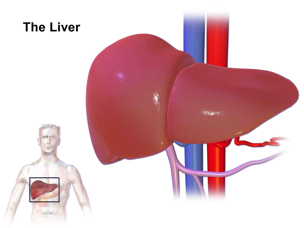1717736531-liver-works-in-hindi.png
