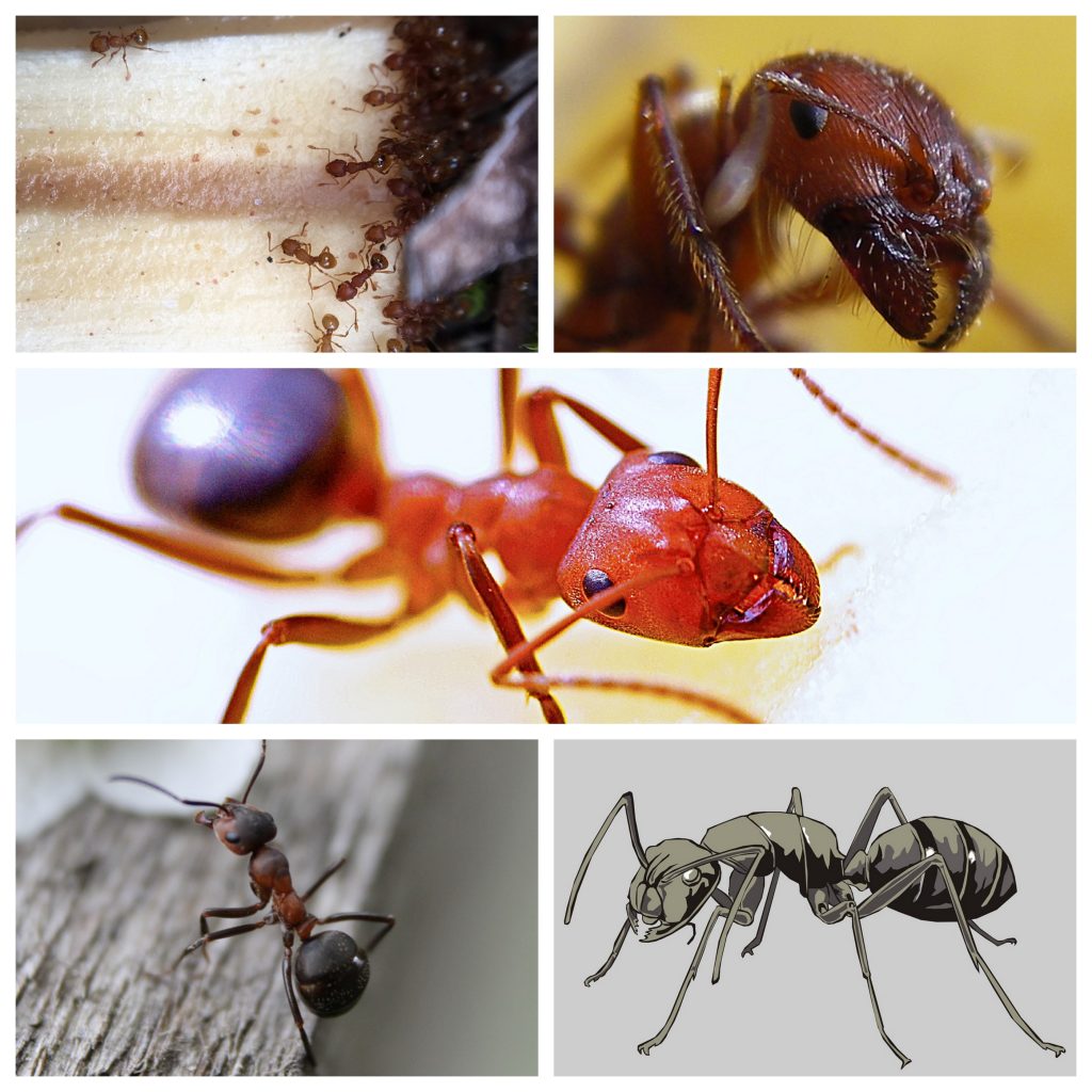 Ant-1024x1024.jpg