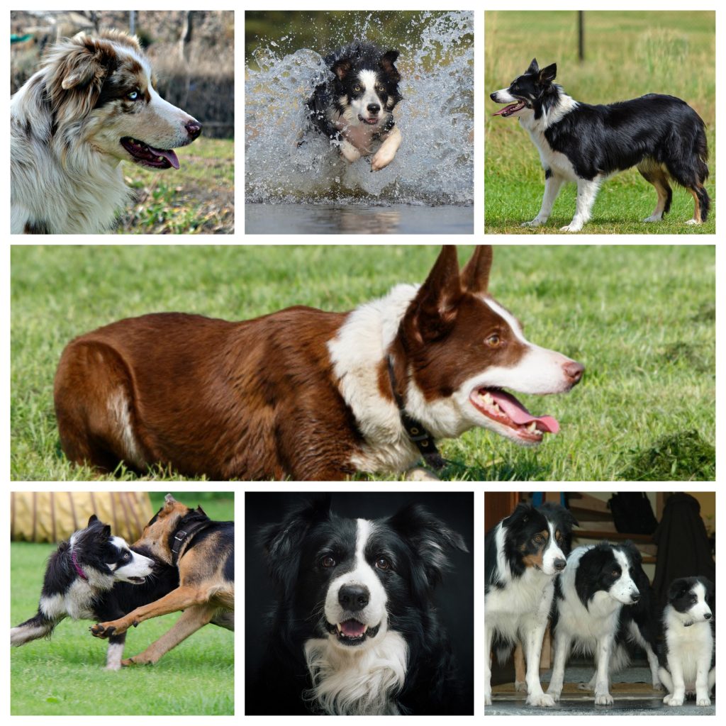 Border-Collie-1-1024x1024.jpg