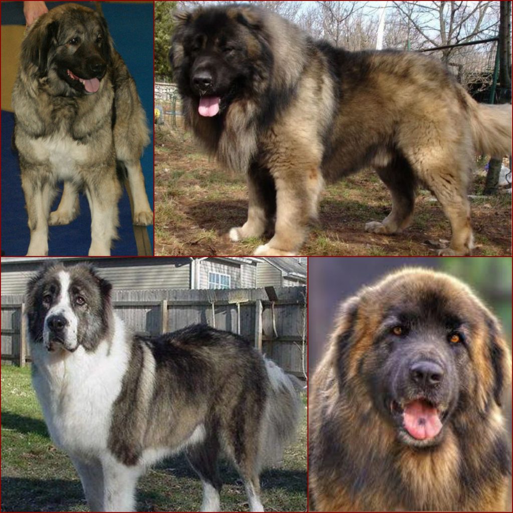 Caucasian-Shepherd-1024x1024.jpg