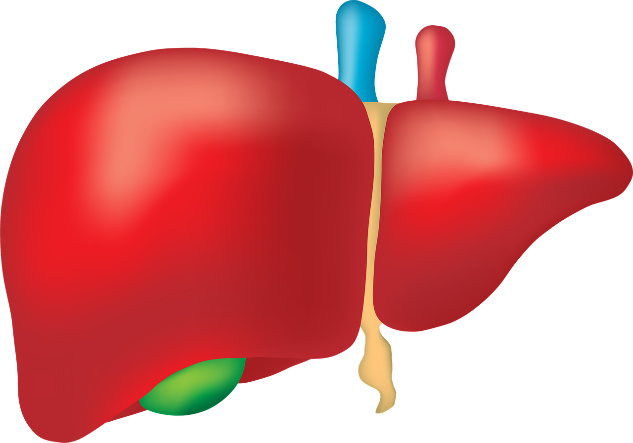 Liver-1.png